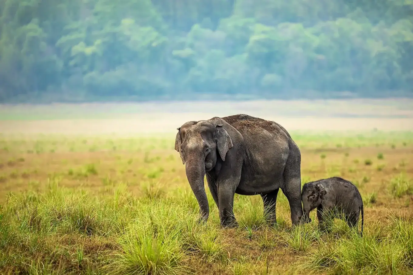 Corbett safari view